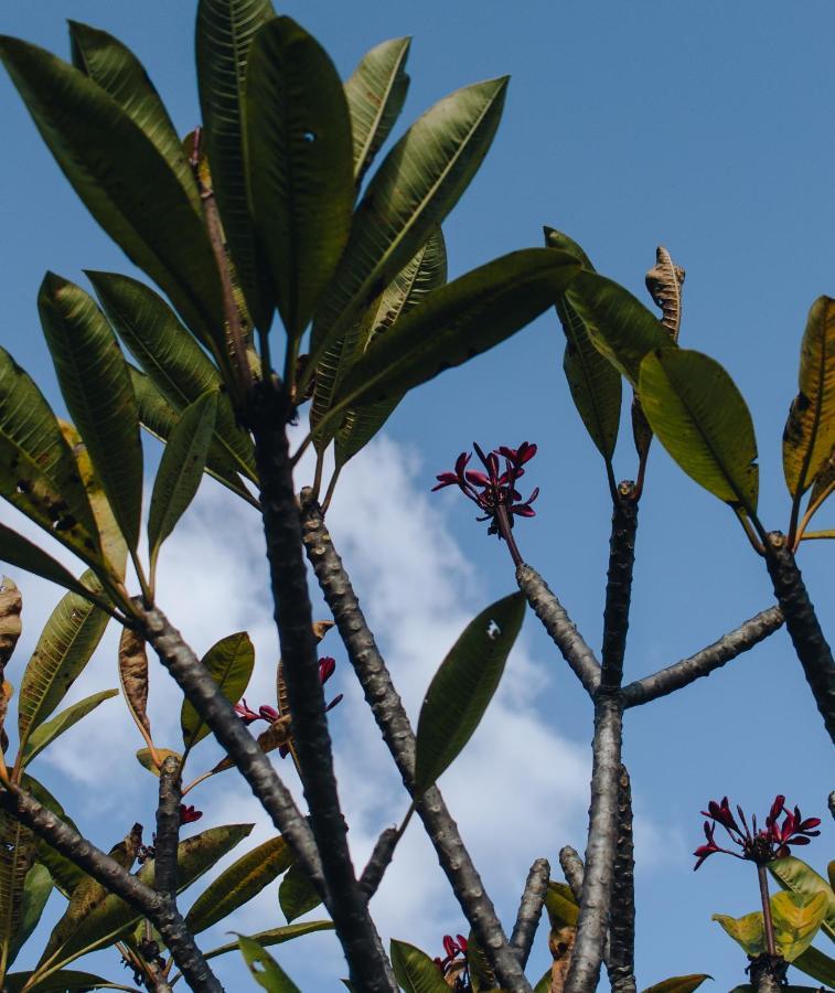 Hotel Vegano Bona Espero Alto Paraíso de Goiás Eksteriør billede